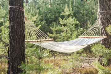 fabric hammock in pine forest