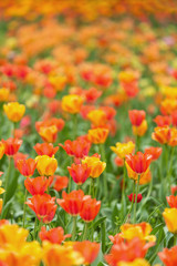 Obraz premium field of tulips
