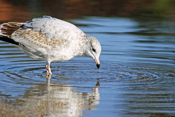 Seagull looking at his reflection in rippling blue waters