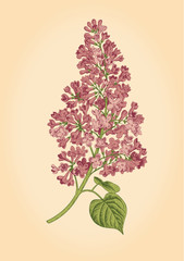 Purple lilac branch on a light beige background.