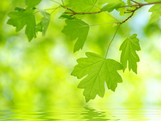 green leaves