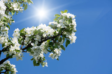 spring flowers