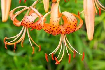 Tiger lily, Lilium lancifolium