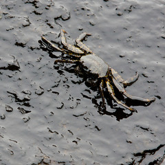crab and crude oil spill on the stone at the beach