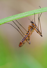 Crane fly