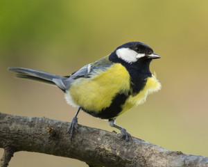 Fototapeta premium Observando aves