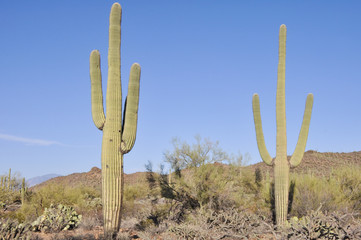 Saguaro National Park, Tucson, Arizona