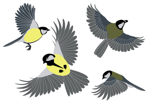 flying titmouse