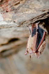 Tri-colored Bat © ondreicka