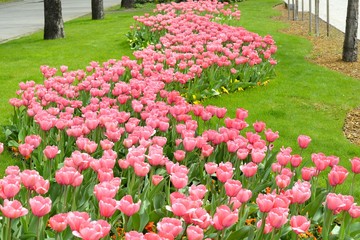 Beautiful Pink Tulip Garden