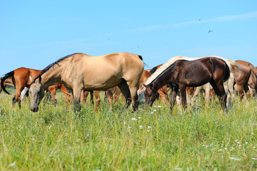 Naklejka na ściany i meble Horses in meadow