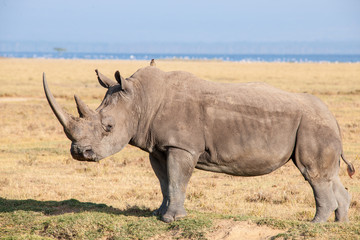 Fototapeta premium rhino