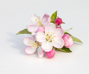 Naklejka na ściany i meble Apple Blossoms