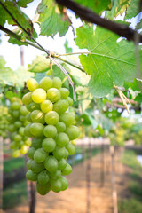 Green grapes