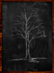 Tree Sketch without leaves on blackboard