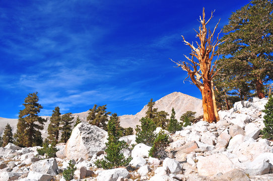 Foxtail Pines, Eastern Sierra, California