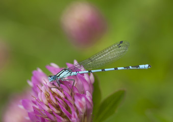 Azure damselfly sitting on clover flower