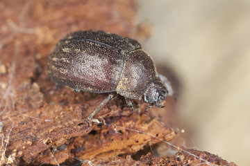 Aesalus scarabaeoides on wood, macro photo