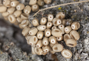 Arthropod eggs on wood