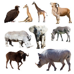 Warthog and few other African animals