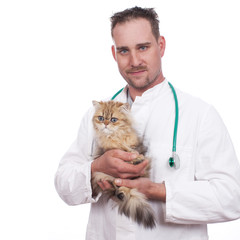 Tierarzt hält Perserkatze auf dem Arm
