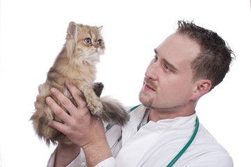 Tierarzt hält Perserkatze auf dem Arm