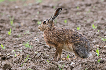 Hare