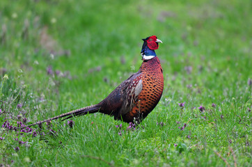 Pheasant