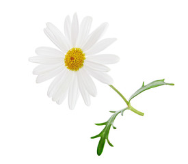 Fototapeta premium Chamomile flower