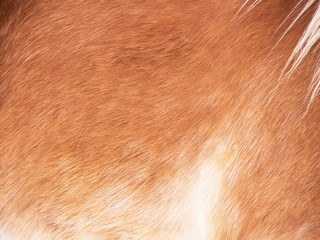 Horse detail 179