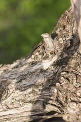 tree bark