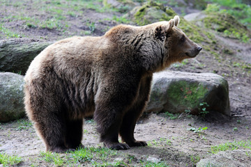 Europäischer Braunbär