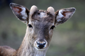 Rehportrait