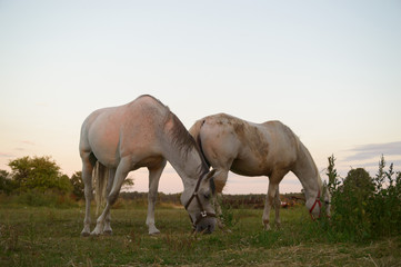 Naklejka na ściany i meble horse