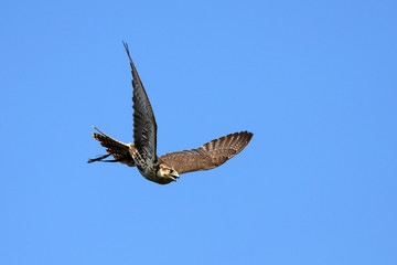 Falke im Flug
