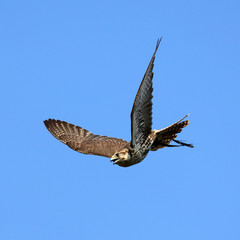 Falke im Flug © Marcel Schauer