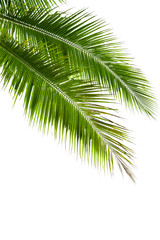 Leaves of coconut tree isolated on white background