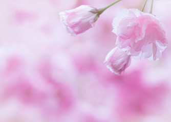 beautiful pink cherry blossoms