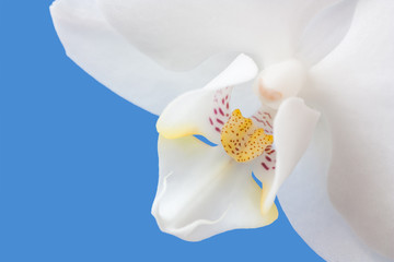 phalaenopsis