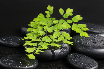 Spa still life with green branch of maidenhair and zen stones wi