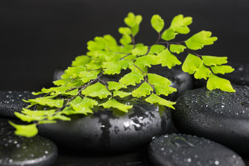 Obraz na płótnie Canvas Spa concept with green branch of maidenhair and zen stones with