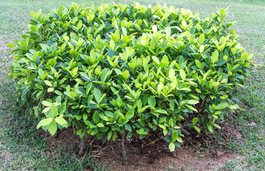 Green bush