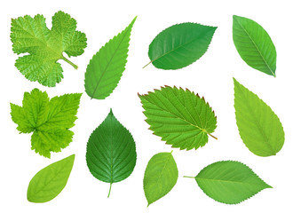 Set of beautiful green spring leaves isolated on white