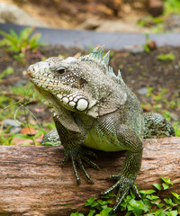 Iguane des Antilles