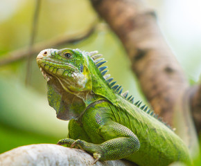 Obraz premium Iguane des Antilles