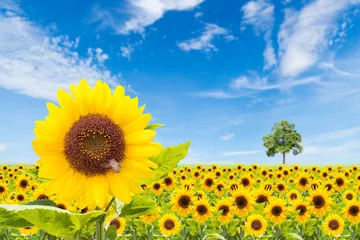 Tissu par mètre Tournesol sunflowers field