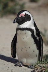 Brillenpinguin (Spheniscus demersus)