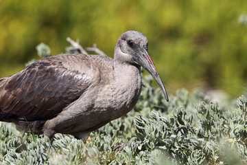 Hagedasch (Bostrychia hagedash)
