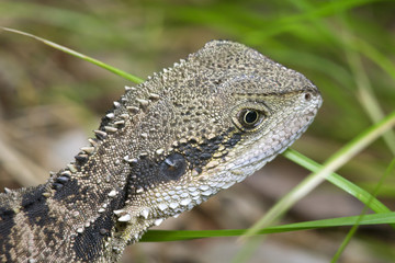 Obraz premium Lizard