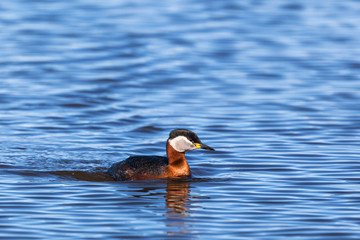 Red-necked Grebe